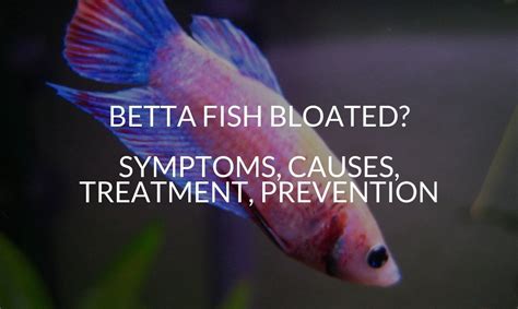 20+ Betta Fish Diseases: Cause, Symptoms, Prevention .